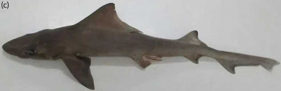 O tubarão-vela. (Foto: Journal of Fish Biology).