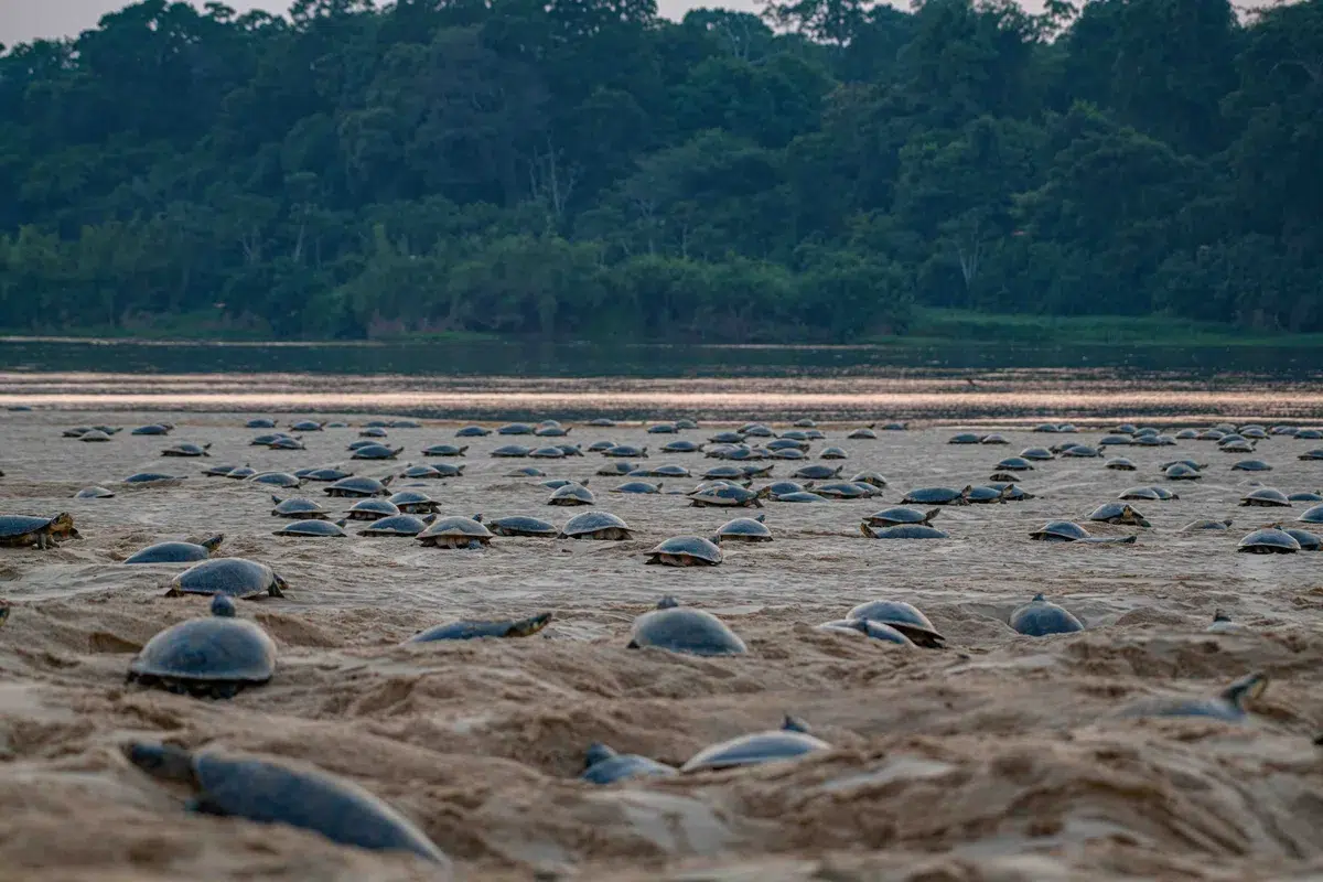 tortuga gigante de río