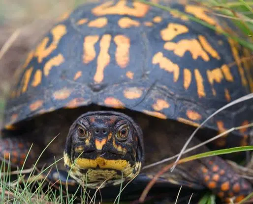 Tortuga de caja oriental.