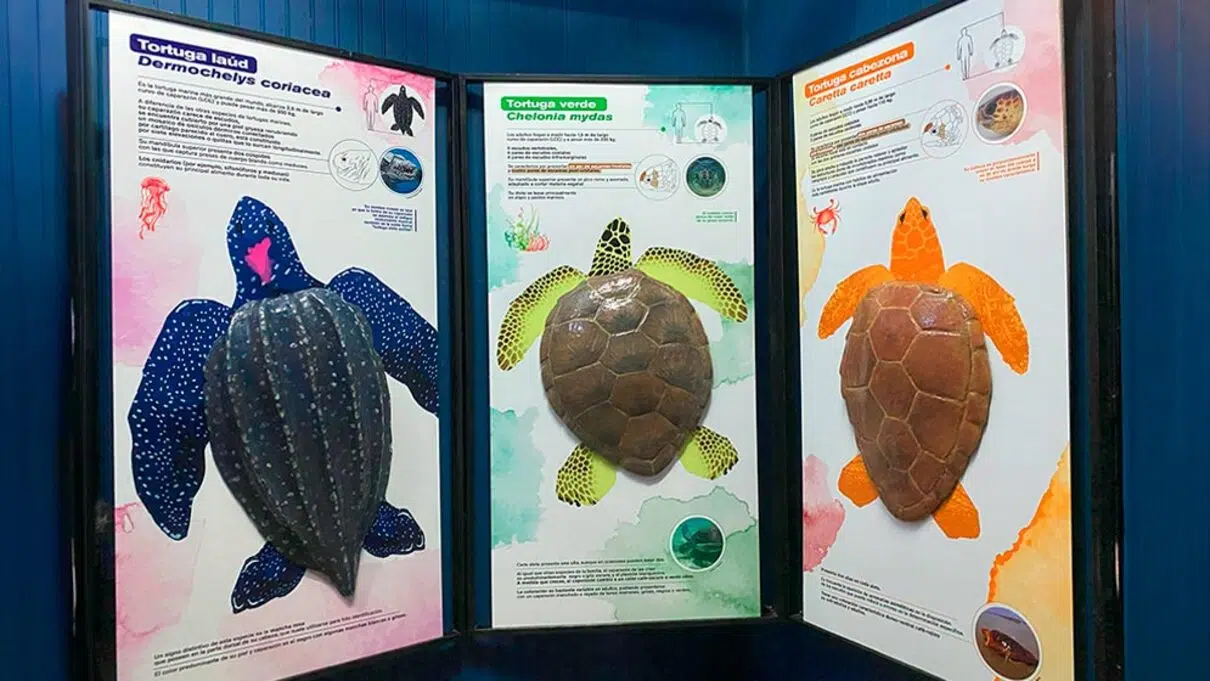 tortugas marinas
