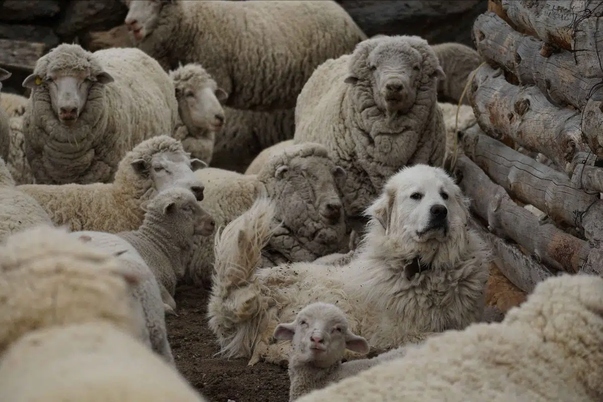 Techniques to protect livestock. (Photo: Ezequiel Infantino - WCS Argentina).