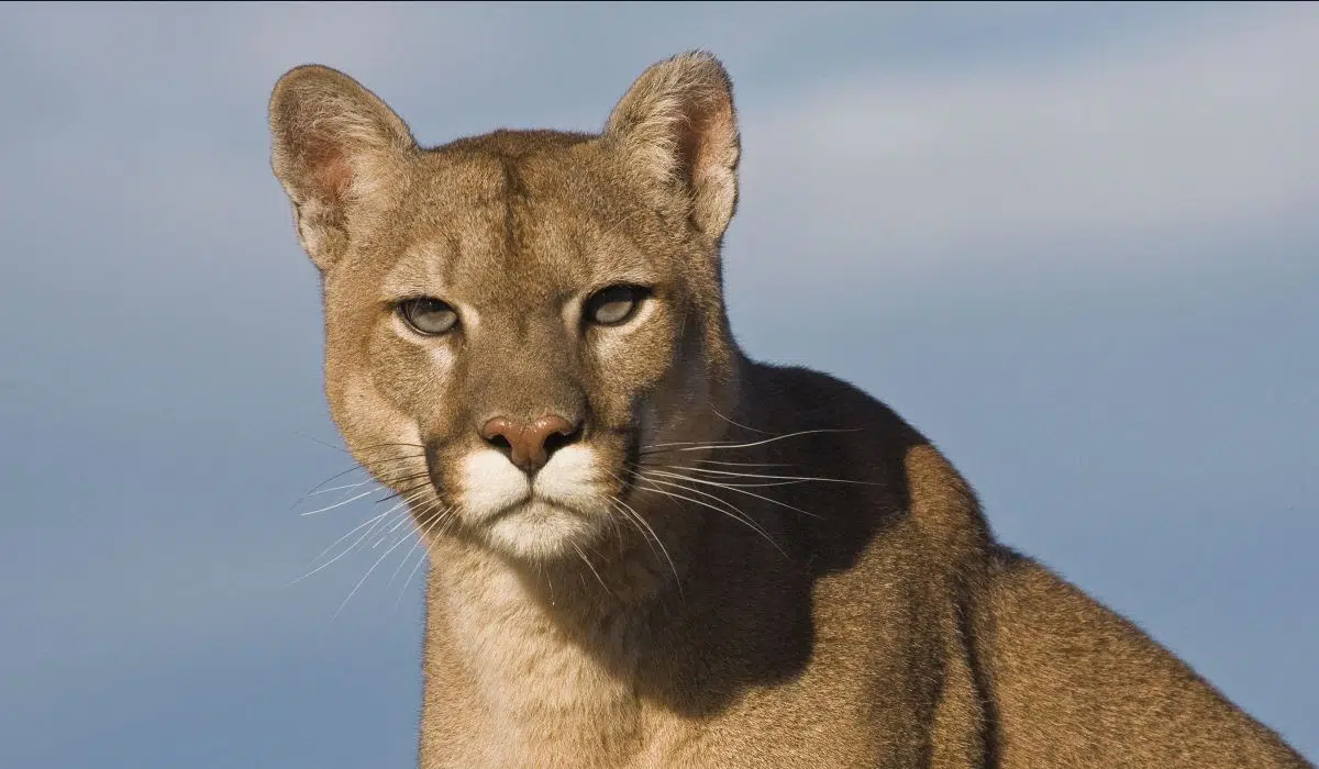 International Puma Day. (Photo: Darío Podestá - Courtesy of WCS Argentina).
