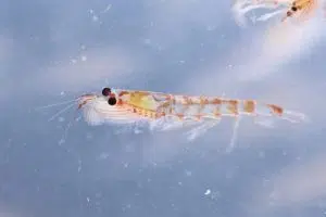 zooplankton