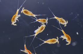 Microplastics detected in zooplankton. Photo: misPeces.