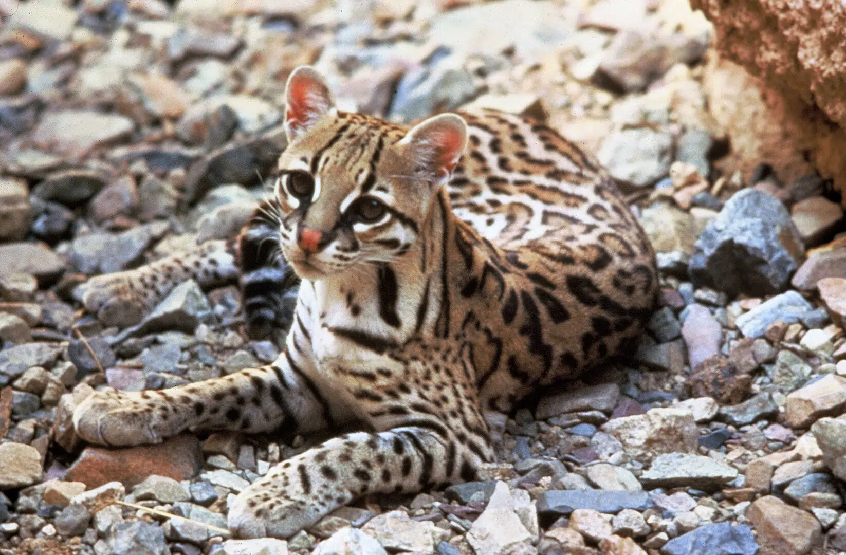 Onde o ocelote habita. (Foto: Wikipedia).