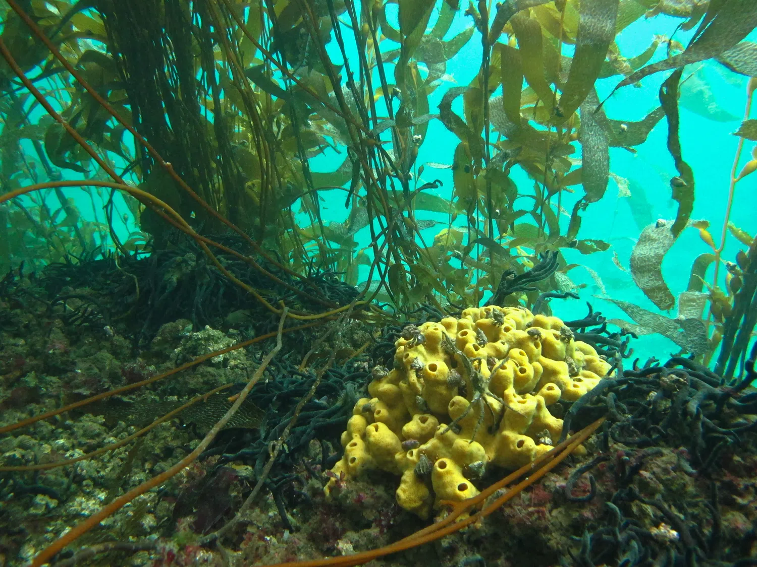 Las maravillas bajo el mar en Camarones. (Foto: Ambiente Chubut).