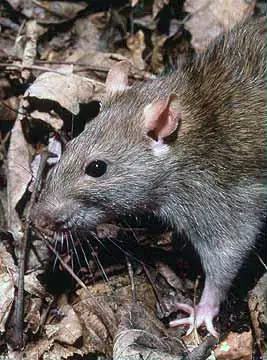 Assim é o guará, o tipo de roedor com o qual as aparições estão relacionadas. (Foto: Wikipedia).
