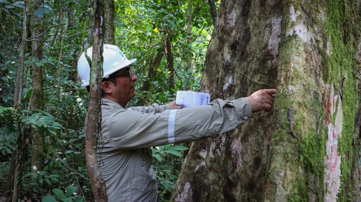 bosques amazónicos