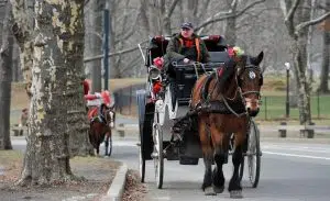 Nueva York prohíbe los paseos a caballo para combatir la explotación animal. Foto: EFE Verde.