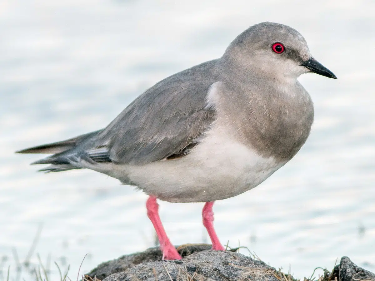 La situación del chorlito ceniciento. (Foto: ebird.org).