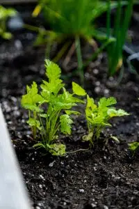 Cilantro. Photo: Unsplash.