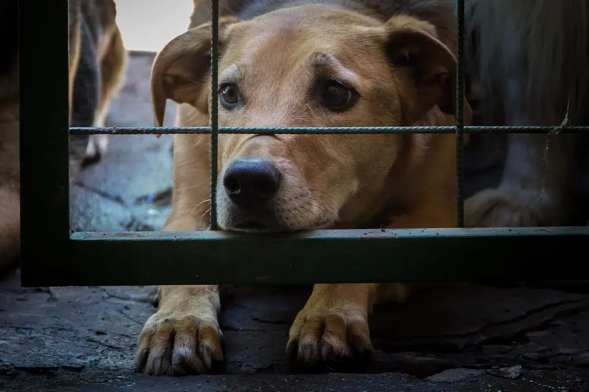 La directora de comunicación de Bioparc, Pepa Crespo, indicaba que desde  Bioparc Valencia organizan este desfile de perros junto a la protectora  Adopta Un Perro Abandonado (A.U.P.A.) con el objetivo ..., image size:1200x800