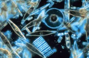 A new study revealed the behavior of Arctic algae. Photo: Wikipedia.