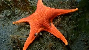 Um estudo revelou que as estrelas-do-mar possuem um padrão que quebra as regras do mundo animal. Foto: iNaturalis.