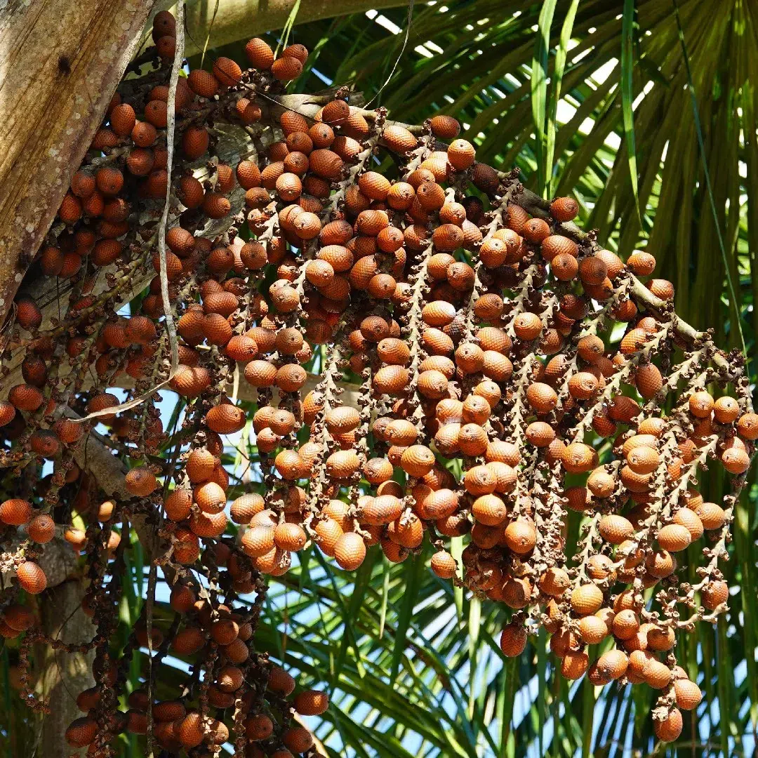 El fruto amazónico de gran importancia en la selva brasilera. Foto: Picture This.