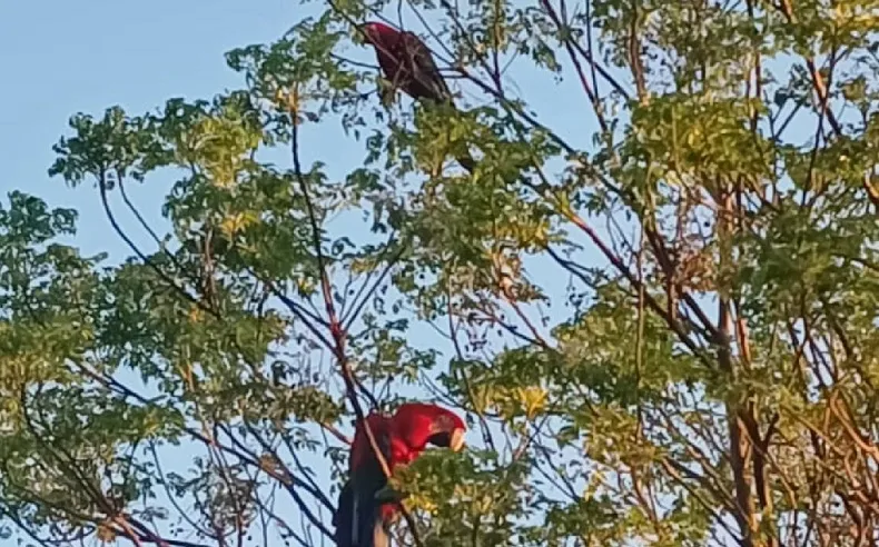 The return of the red macaw to Corrientes fuels hopes for the conservation of the species. Photo: 