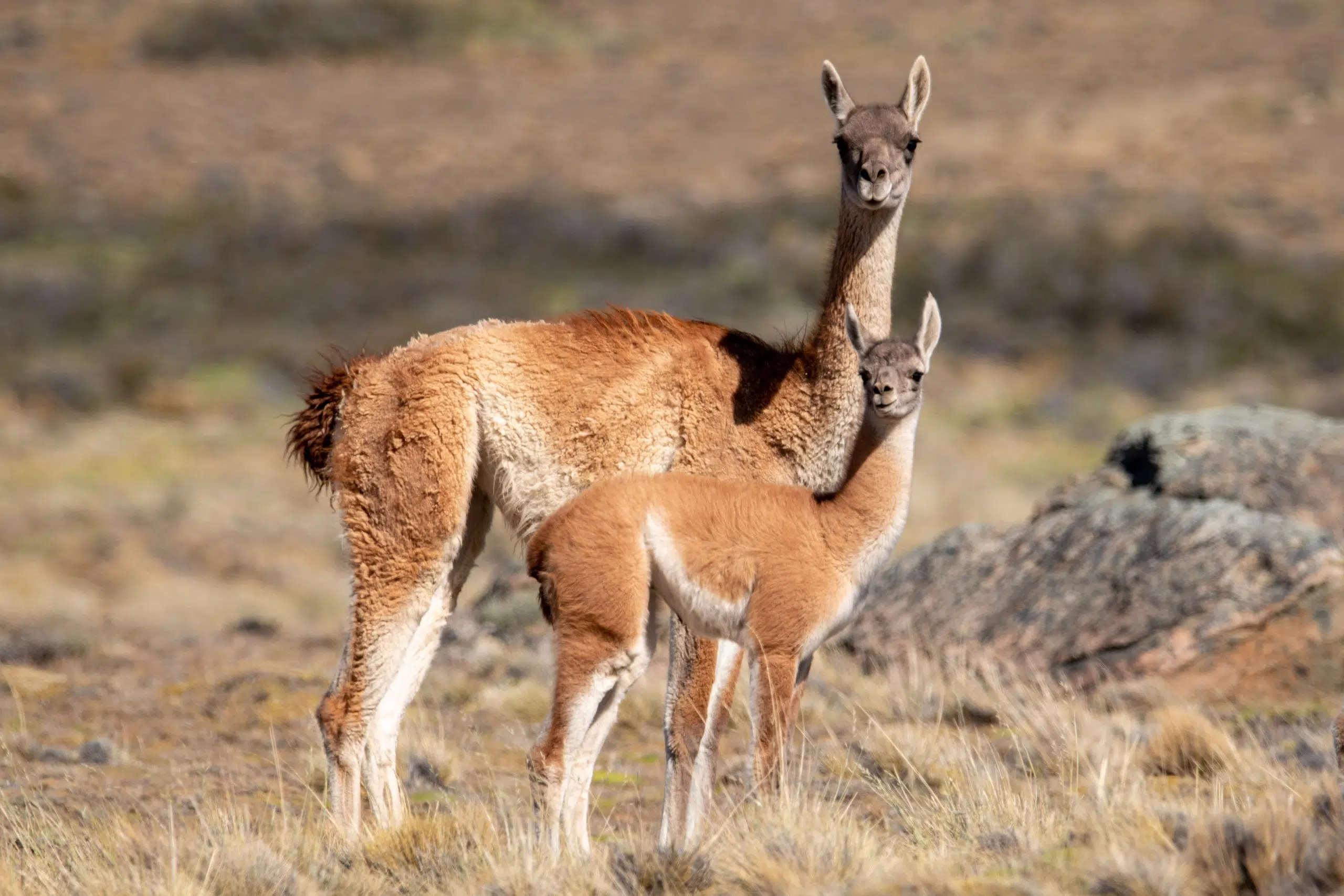 Mergulho com lobos-marinhos: atividade obrigatória em Cape Town |  Curiosidade Animal, image size:2560x1707