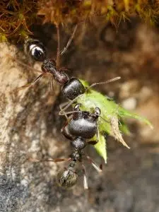 As formigas ibéricas demonstraram que a clonagem natural entre espécies é possível. Foto: ArgentiNat.