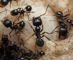 As formigas ibéricas demonstraram que a clonagem natural entre espécies é possível. Foto: ArgentiNat.