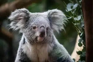 Australia logró una vacuna pionera para salvar a los koalas de la clamidia. Foto: Unsplash.