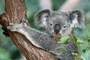 Australia logró una vacuna para salvar a los koalas de la clamidia. Foto: Unsplash.