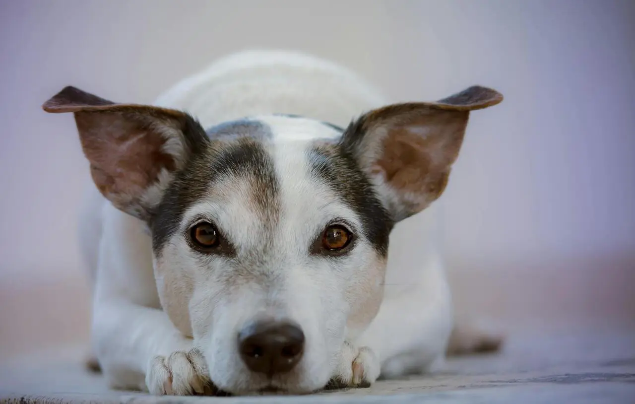 lenguaje perros