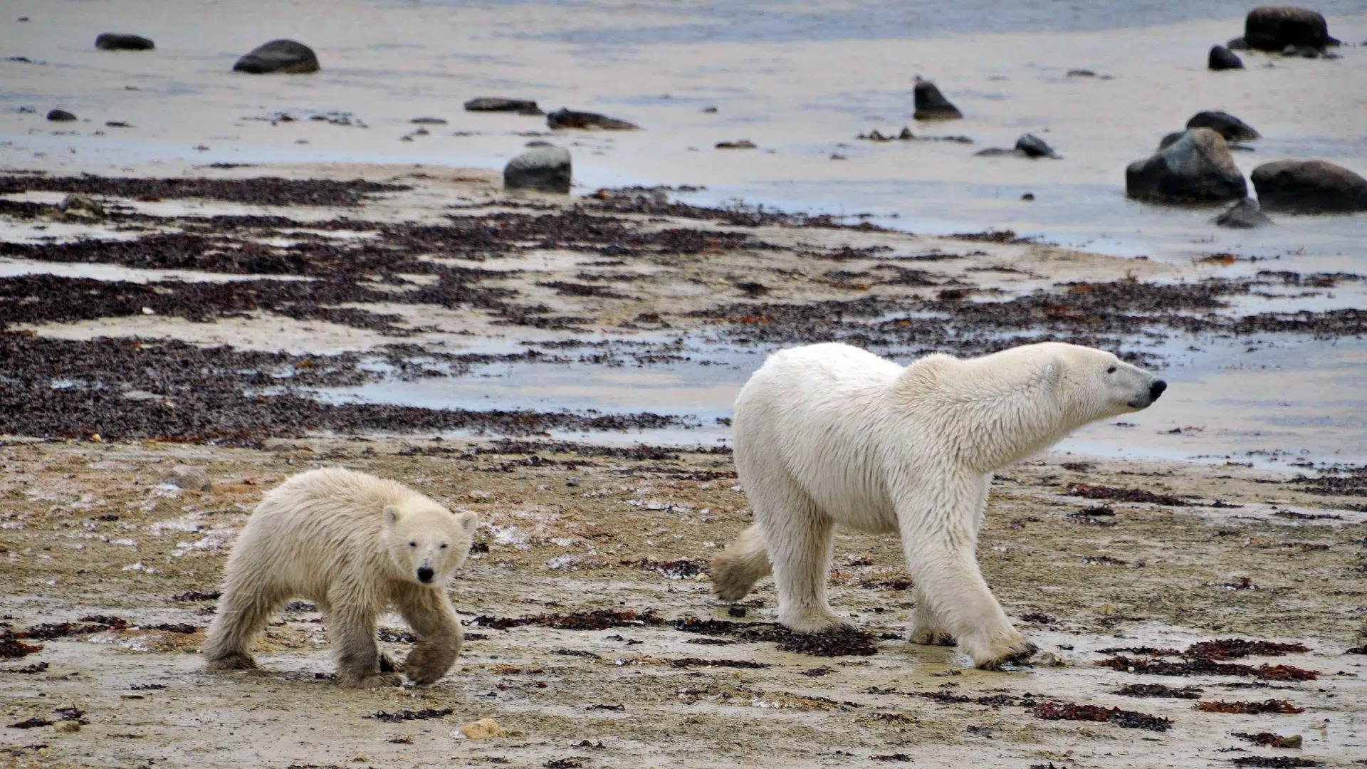 ursos polares