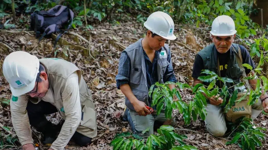 The initiative to research seedling trees in the Peruvian Amazon. (Photo: Actualidad Ambiental).