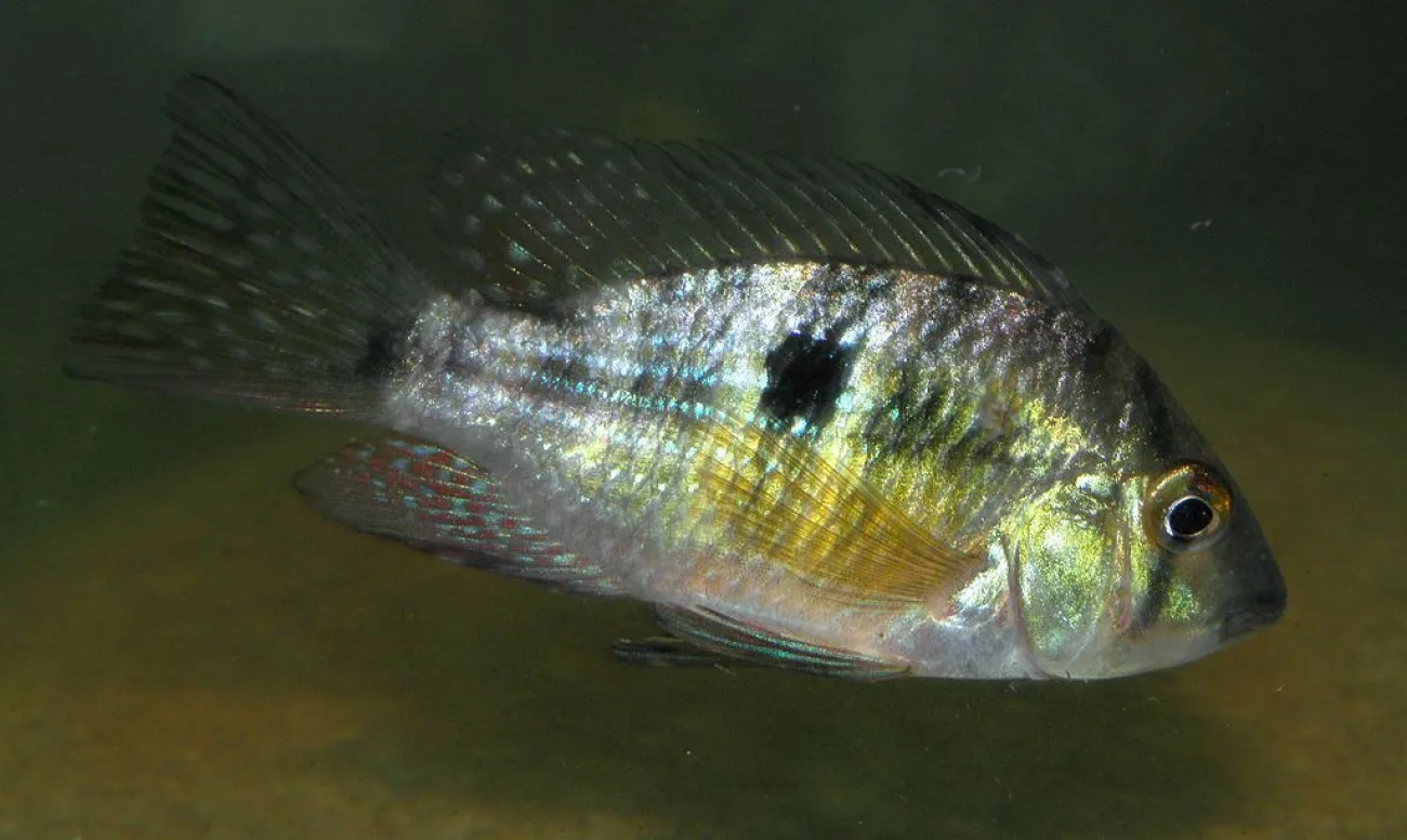 peixe autóctone