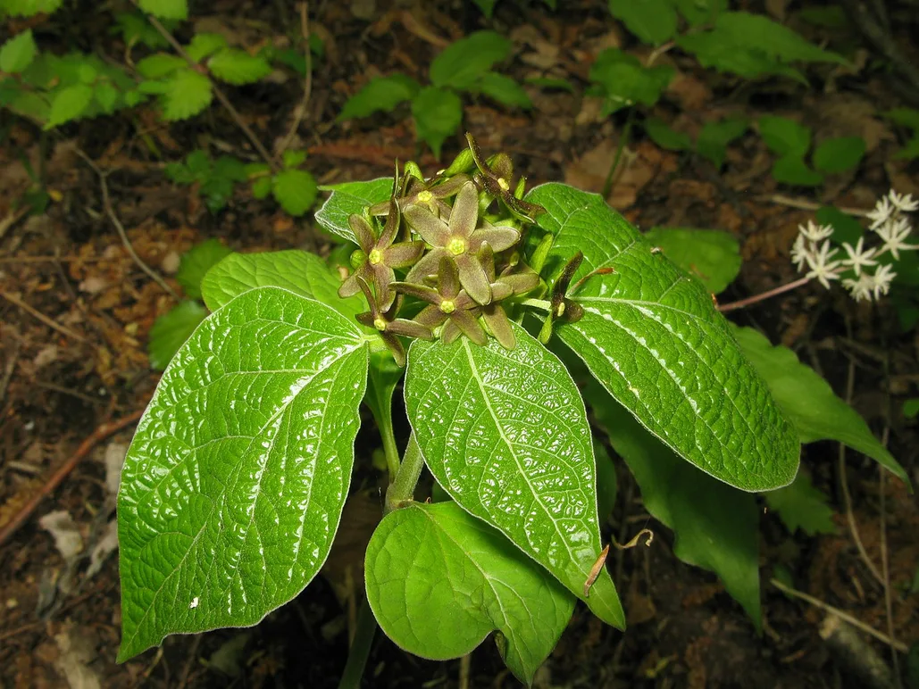 La planta japonesa que sorprendió a la ciencia. Foto: BBC Wildlife Magazine.