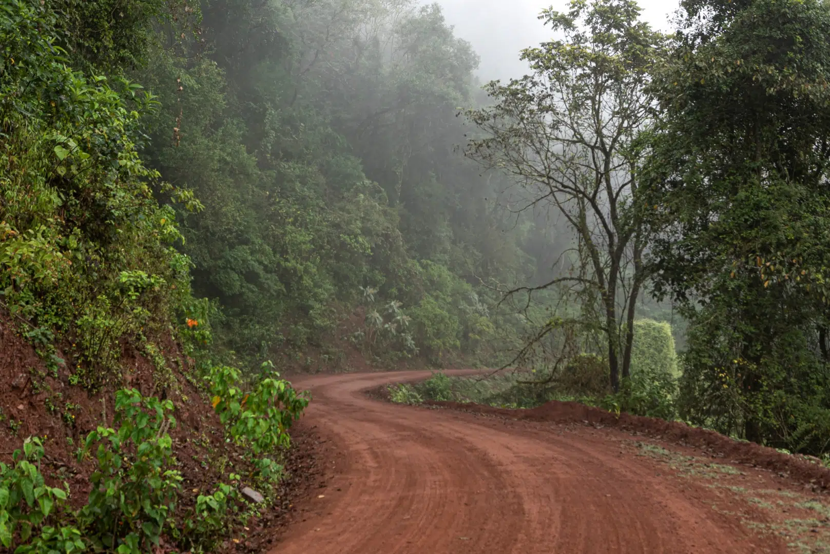 El Parque Nacional Calilegua. (Foto: APN).