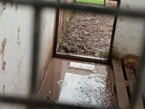 O terreno do Bienestar Animal denunciado por abandono. Foto: El Eco. 