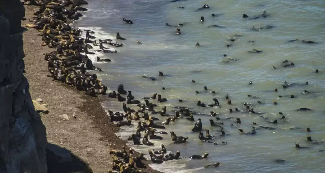 Punta Bermeja, um lugar ideal para o ecoturismo em Rio Negro. Foto: Guía Turista Argentina.