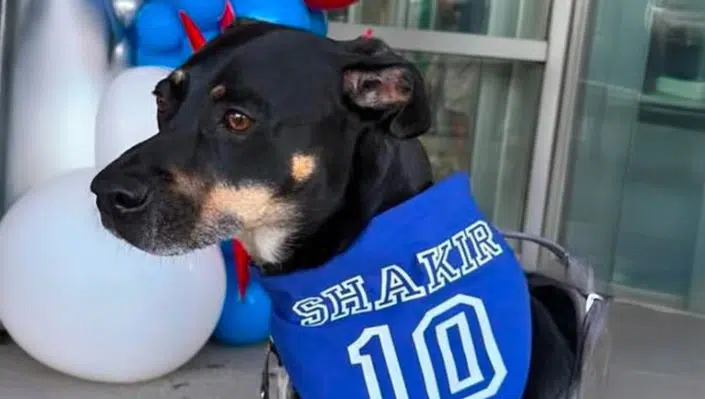 The athlete rescued 19 animals. (Photo: Instagram).