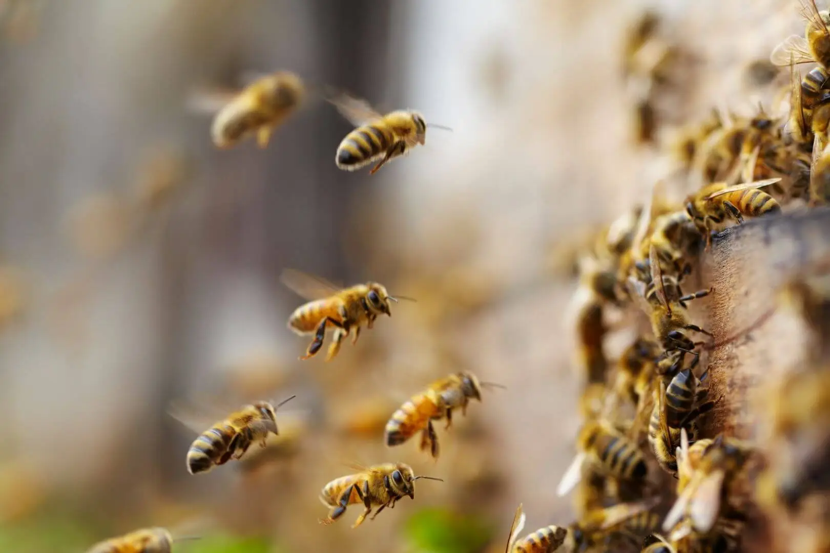 superalimento abejas