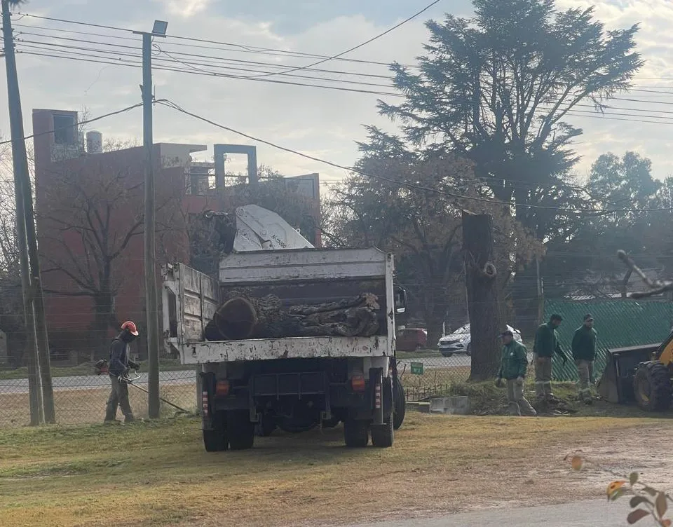 The felling of urban trees in the Cañuelas country sparked controversy among neighbors. Photo: El Ciudadano.