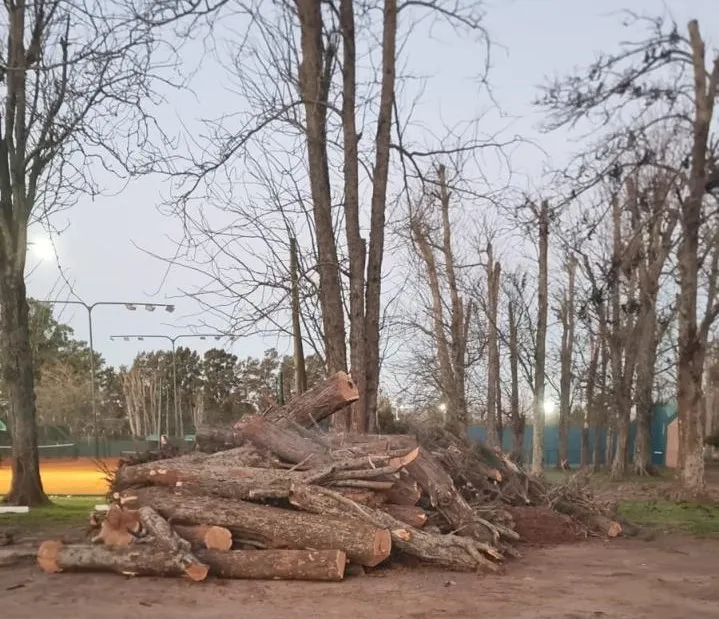 The felling of urban trees in the Cañuelas country sparked controversy among neighbors. Photo: El Ciudadano.