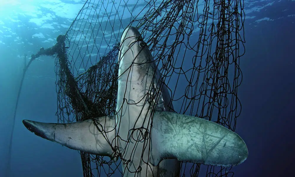 As advertências pela pesca de arrastre. (Foto: Sin Azul no hay Verde).