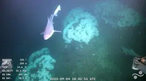 La expedición Uruguay Sub200 reveló los secretos del fondo marino uruguayo. Foto: X. 