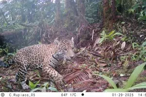 Los científicos utilizan cámaras trampas para obtener más información acerca de la biodiversidad colombiana. Foto: Conservación Internacional.