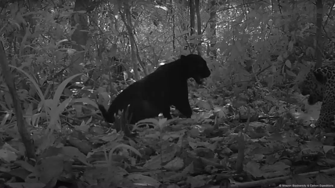 First wild mating of a black jaguar recorded in the Amazon, a key