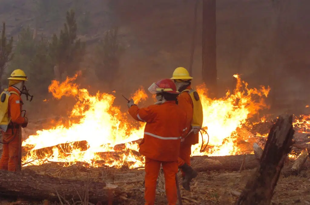 Forest fires: a new study revealed a dramatic acceleration in the last 10 years, with more frequent and costly events