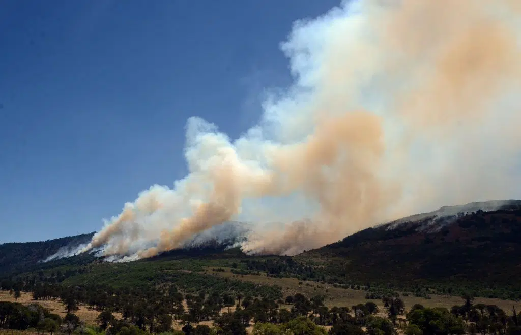 Forest fires