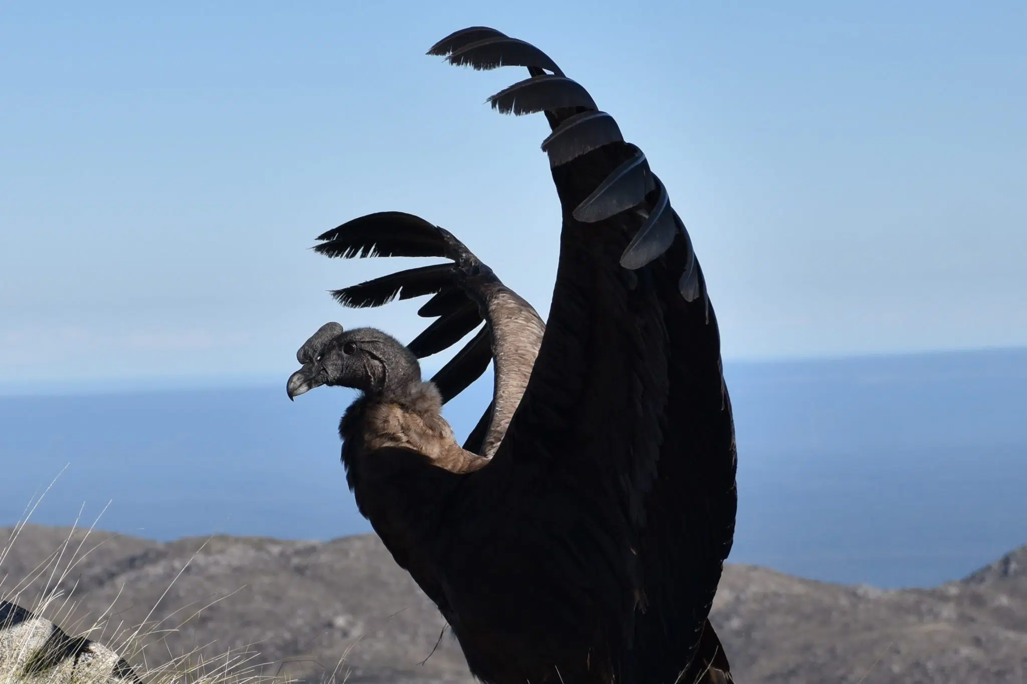Jovem condor andino resgatado se recupera para voar em liberdade