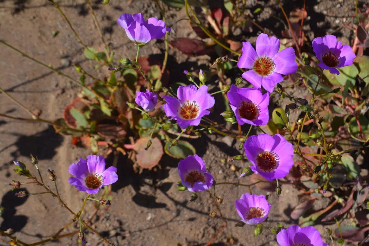 Deserto florido no Chile: um fenômeno natural que transforma a paisagem  árida do Atacama em um tapete multicolorido - Noticias Ambientales, image size:1240x829