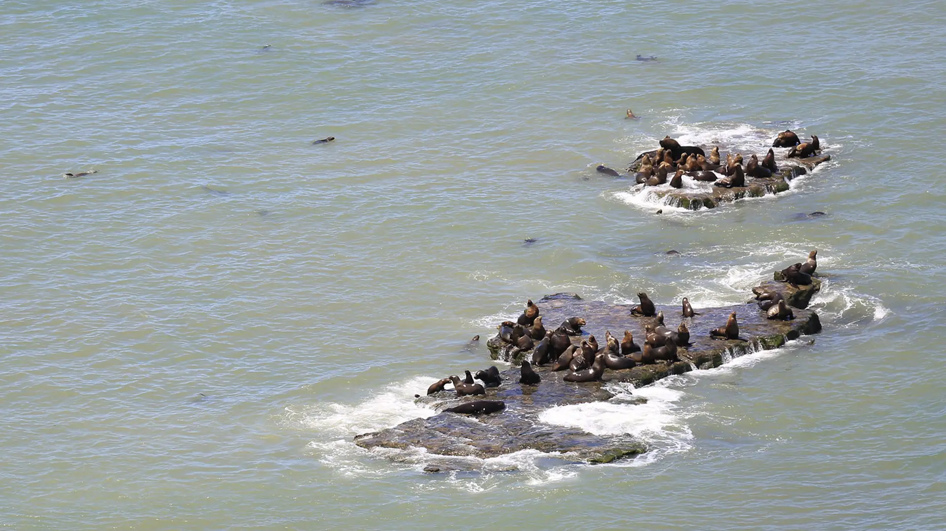 Los lobos marinos de Punta Bermeja, en Río Negro