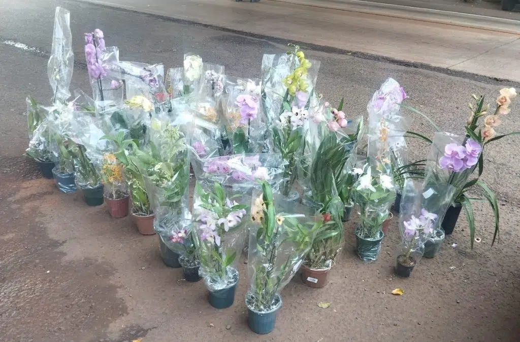 Orquídeas