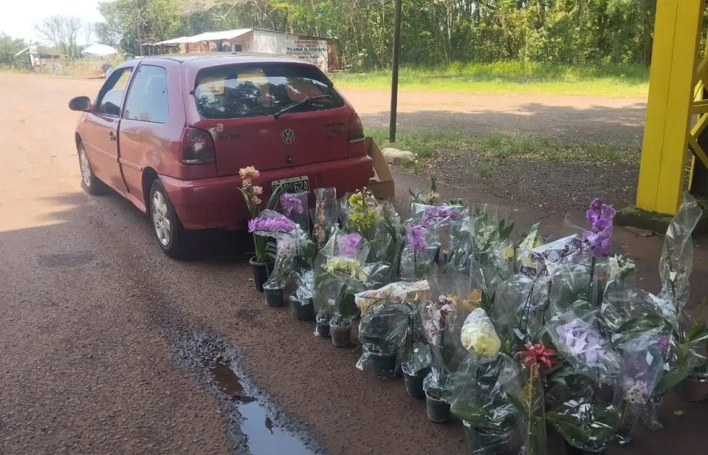 Orquídeas