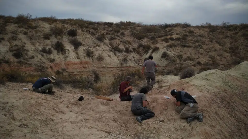 The CONICET streaming returns, this time in search of unpublished dinosaurs in Patagonia