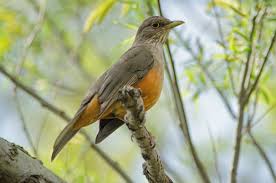 El zorzal es una de las aves que se destacan por su canto al amanecer. Foto: Buenos Aires Ciudad.